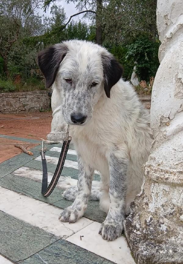 “Simone cerca casa: un cuore grande in un corpo piccolo” Foto 3